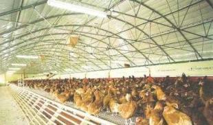 供应畜用养殖大棚、大棚骨架及温室制造